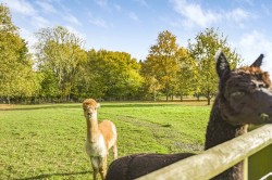 Images for Thaxted, Essex